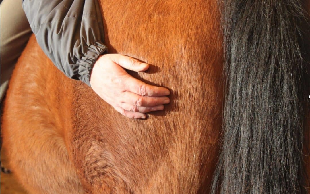 Étude scientifique sur le travail de thérapie avec le cheval