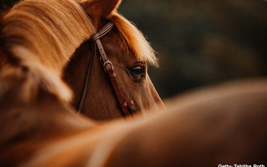 Que se passe-t-il dans la tête d&rsquo;un cheval ?